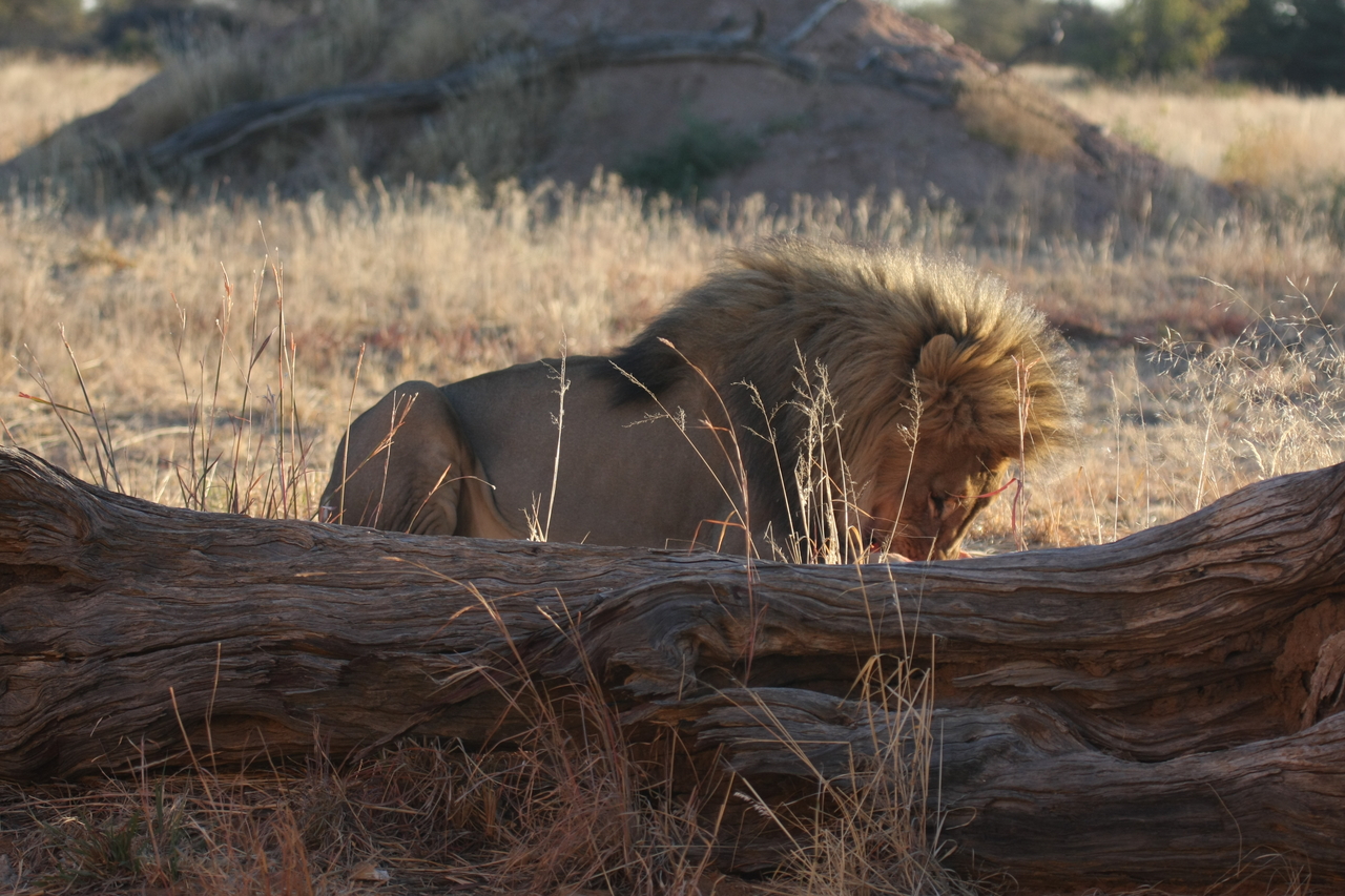 [7953] 2016_06_23_11_48_08_Africa_Canon_EOS_40D_IMG__09372.jpg
