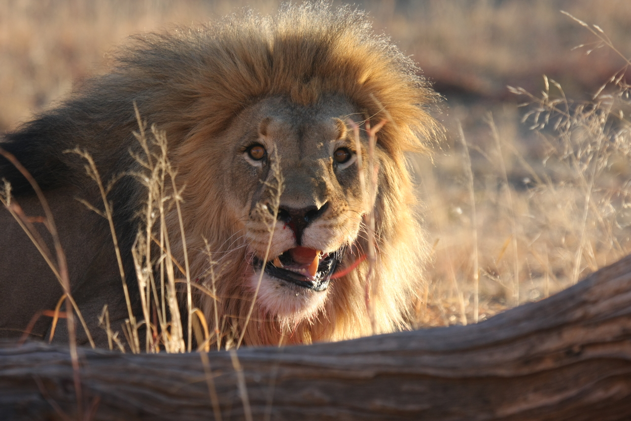 [8017] 2016_06_23_11_48_48_Africa_Canon_EOS_40D_IMG__00777.jpg