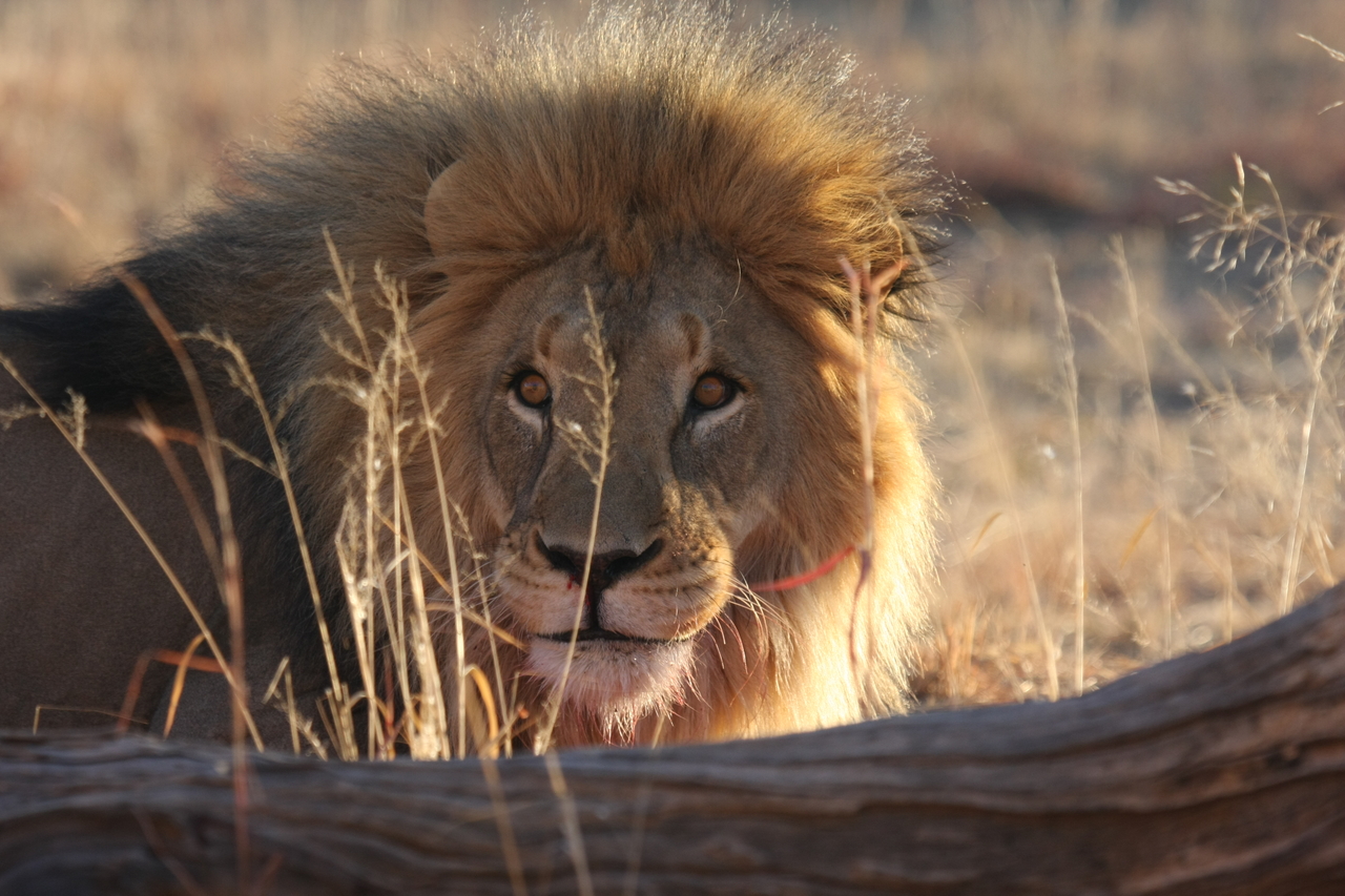 [8020] 2016_06_23_11_48_50_Africa_Canon_EOS_40D_IMG__00778.jpg