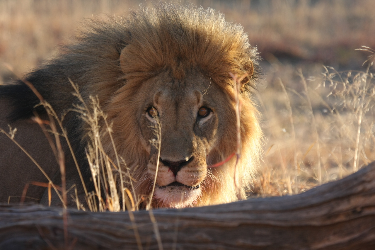 [8022] 2016_06_23_11_48_50_Africa_Canon_EOS_40D_IMG__00780.jpg