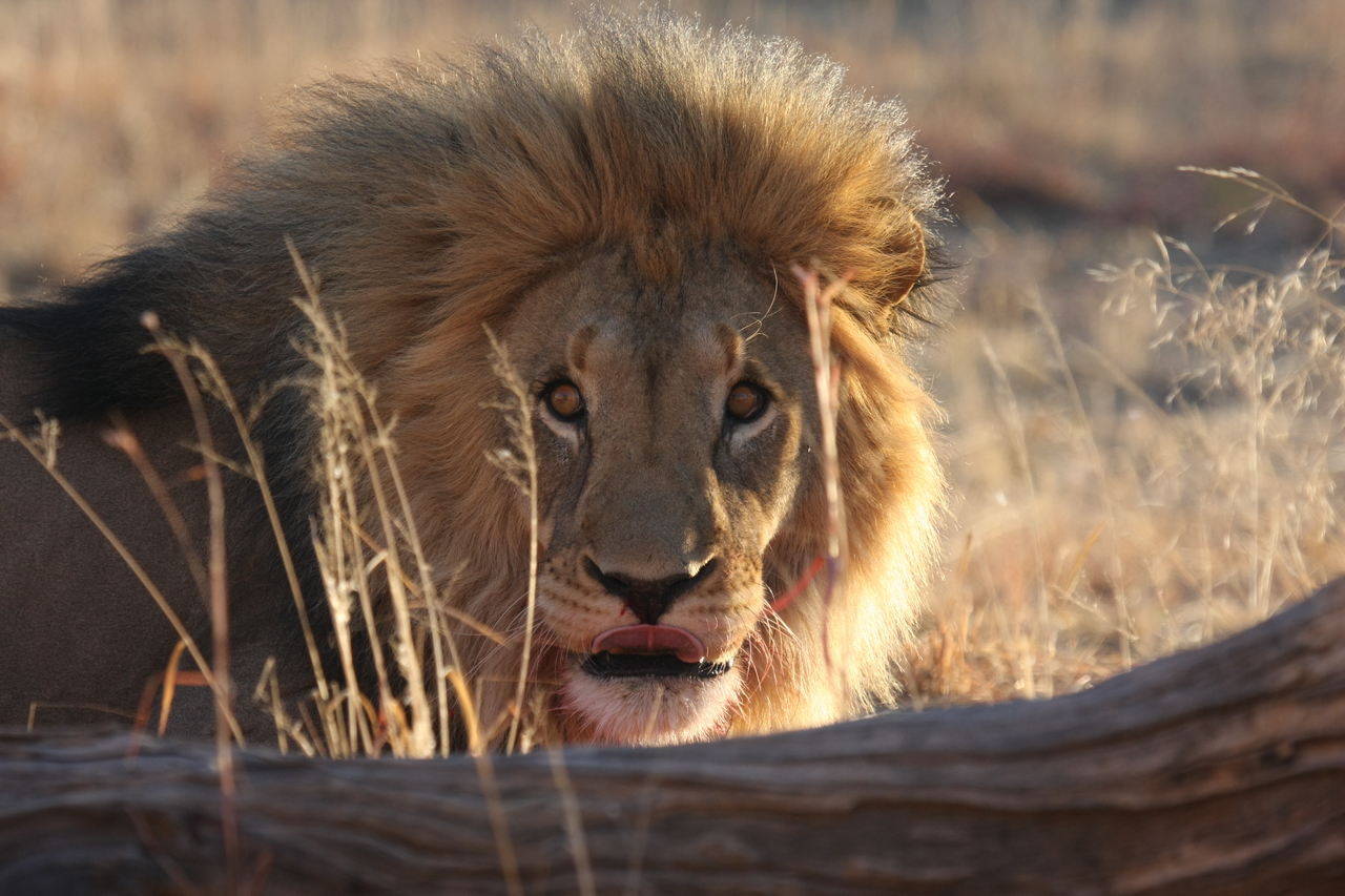 [8029] 2016_06_23_11_48_51_Africa_Canon_EOS_40D_IMG__00781.jpg