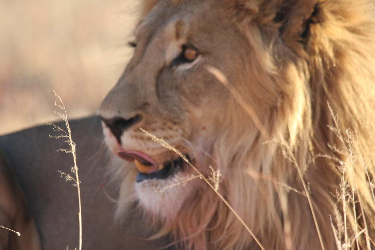 [8041] 2016_06_23_11_49_17_Africa_Canon_EOS_40D_IMG__09064.jpg