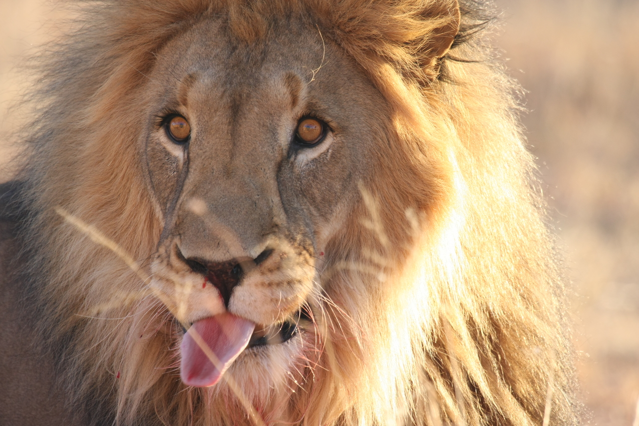 [8046] 2016_06_23_11_49_18_Africa_Canon_EOS_40D_IMG__09067.jpg