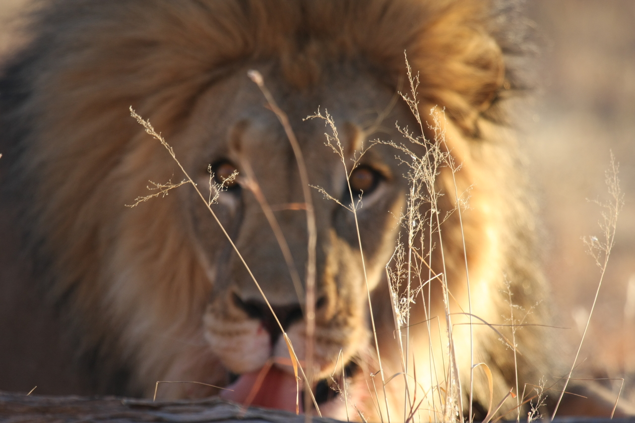 [8058] 2016_06_23_11_49_21_Africa_Canon_EOS_40D_IMG__09072.jpg