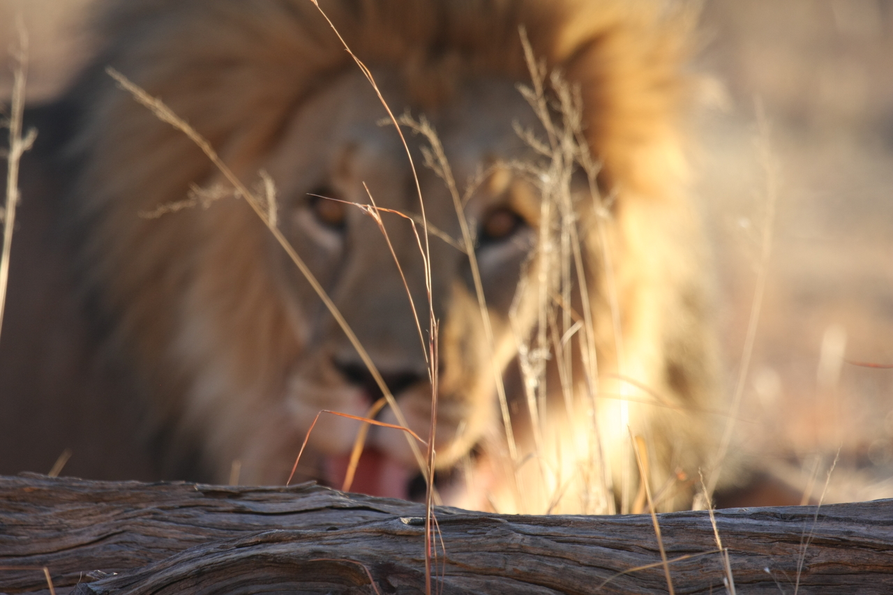 [8061] 2016_06_23_11_49_26_Africa_Canon_EOS_40D_IMG__00794.jpg