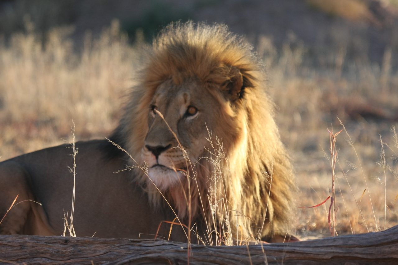 [8089] 2016_06_23_11_51_09_Africa_Canon_EOS_40D_IMG__09082.jpg