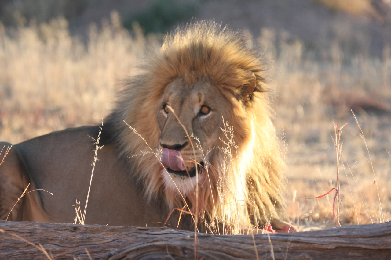 [8137] 2016_06_23_11_51_55_Africa_Canon_EOS_40D_IMG__00821.jpg