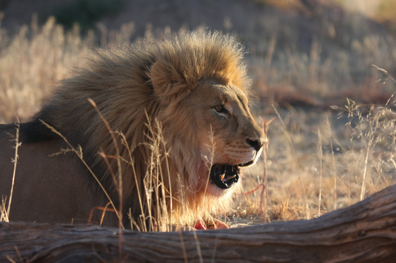 [8154] 2016_06_23_11_51_59_Africa_Canon_EOS_40D_IMG__01661.jpg