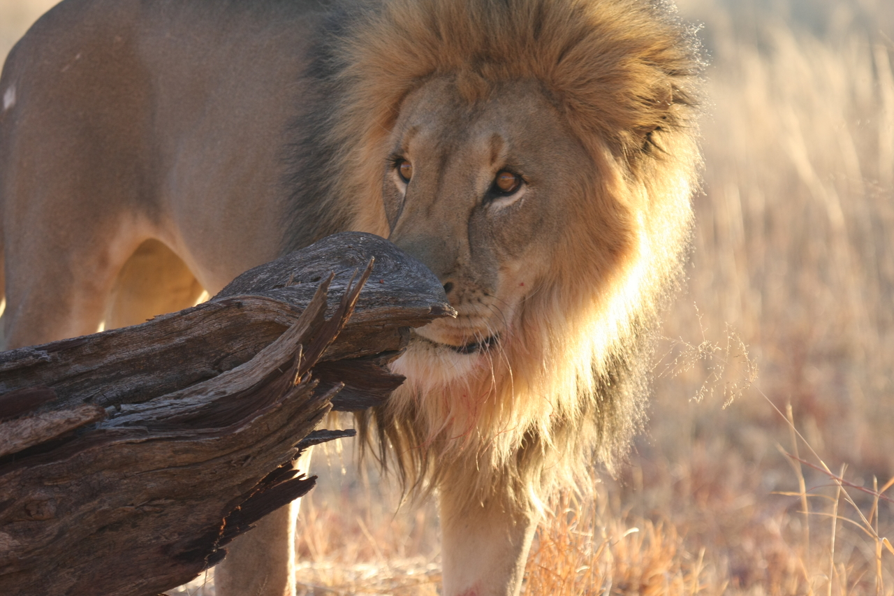 [8233] 2016_06_23_11_52_24_Africa_Canon_EOS_40D_IMG__00856.jpg