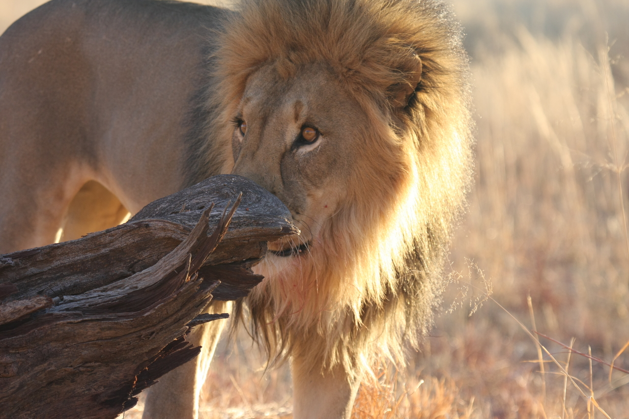 [8234] 2016_06_23_11_52_24_Africa_Canon_EOS_40D_IMG__00857.jpg