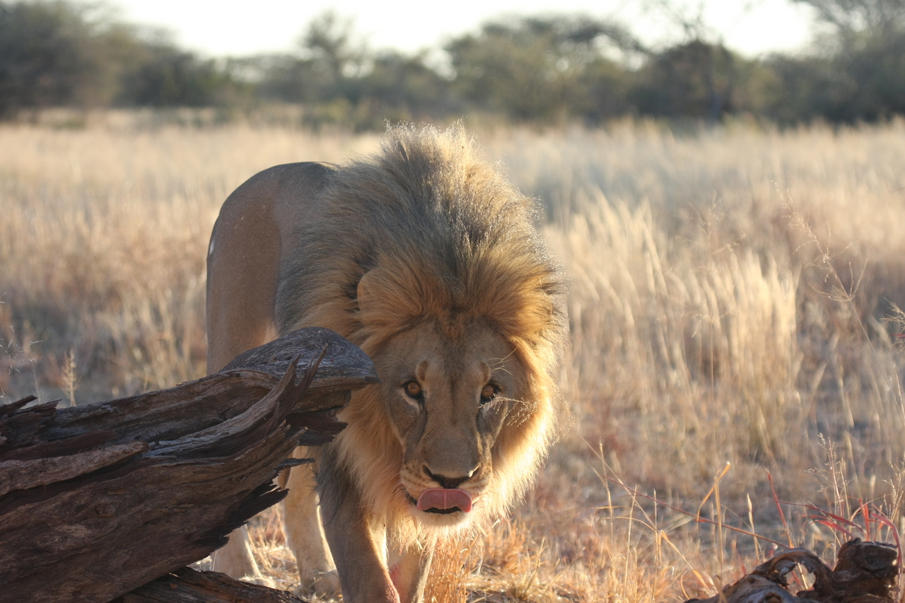 [8255] 2016_06_23_11_52_31_Africa_Canon_EOS_40D_IMG__01697.jpg