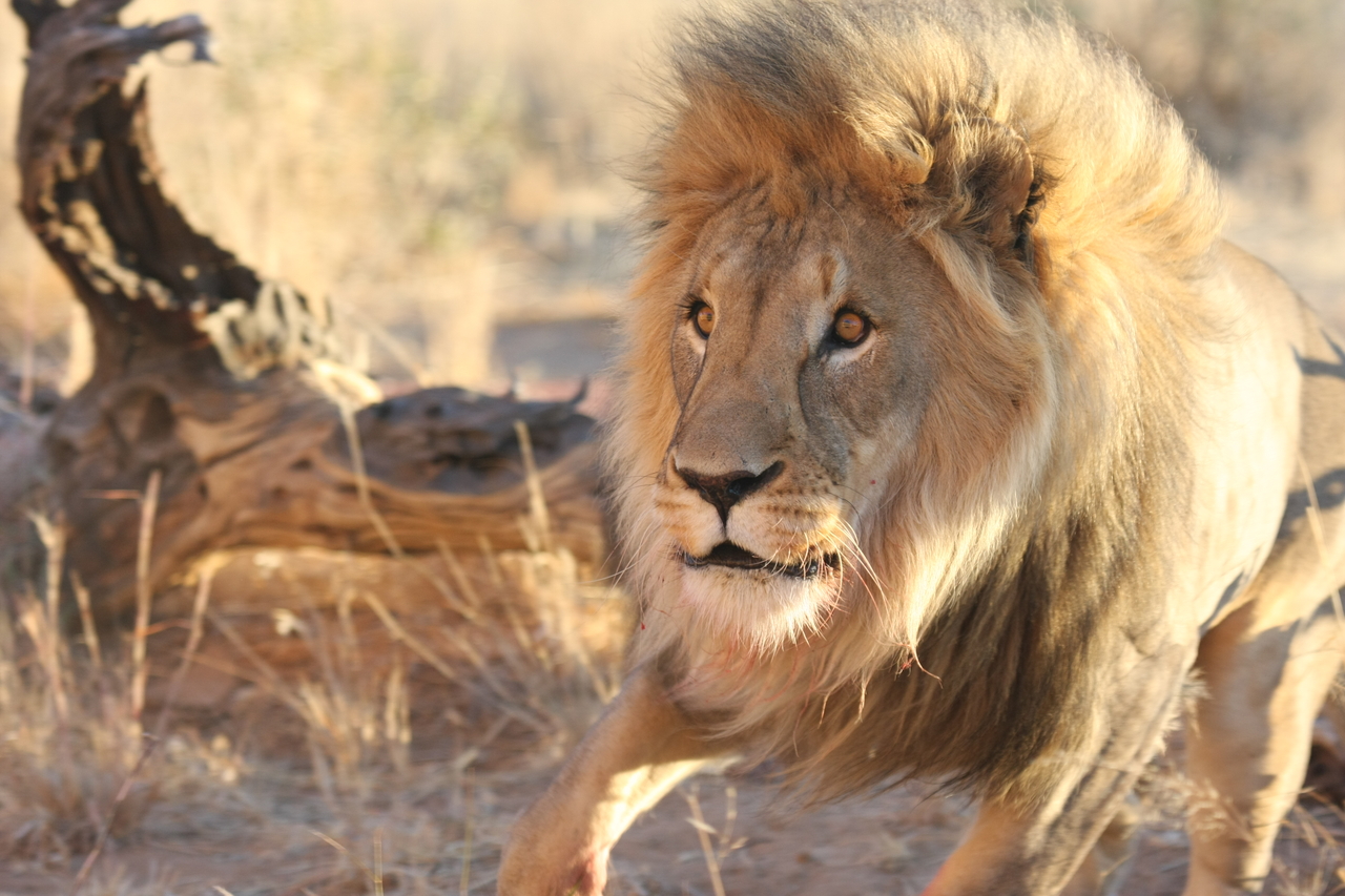 [8289] 2016_06_23_11_53_29_Africa_Canon_EOS_40D_IMG__01709.jpg