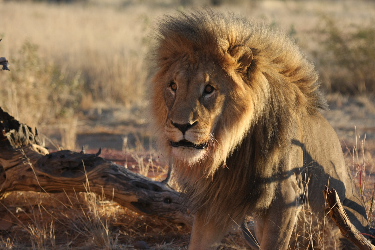 [8416] 2016_06_23_11_54_15_Africa_Canon_EOS_40D_IMG__01753.jpg