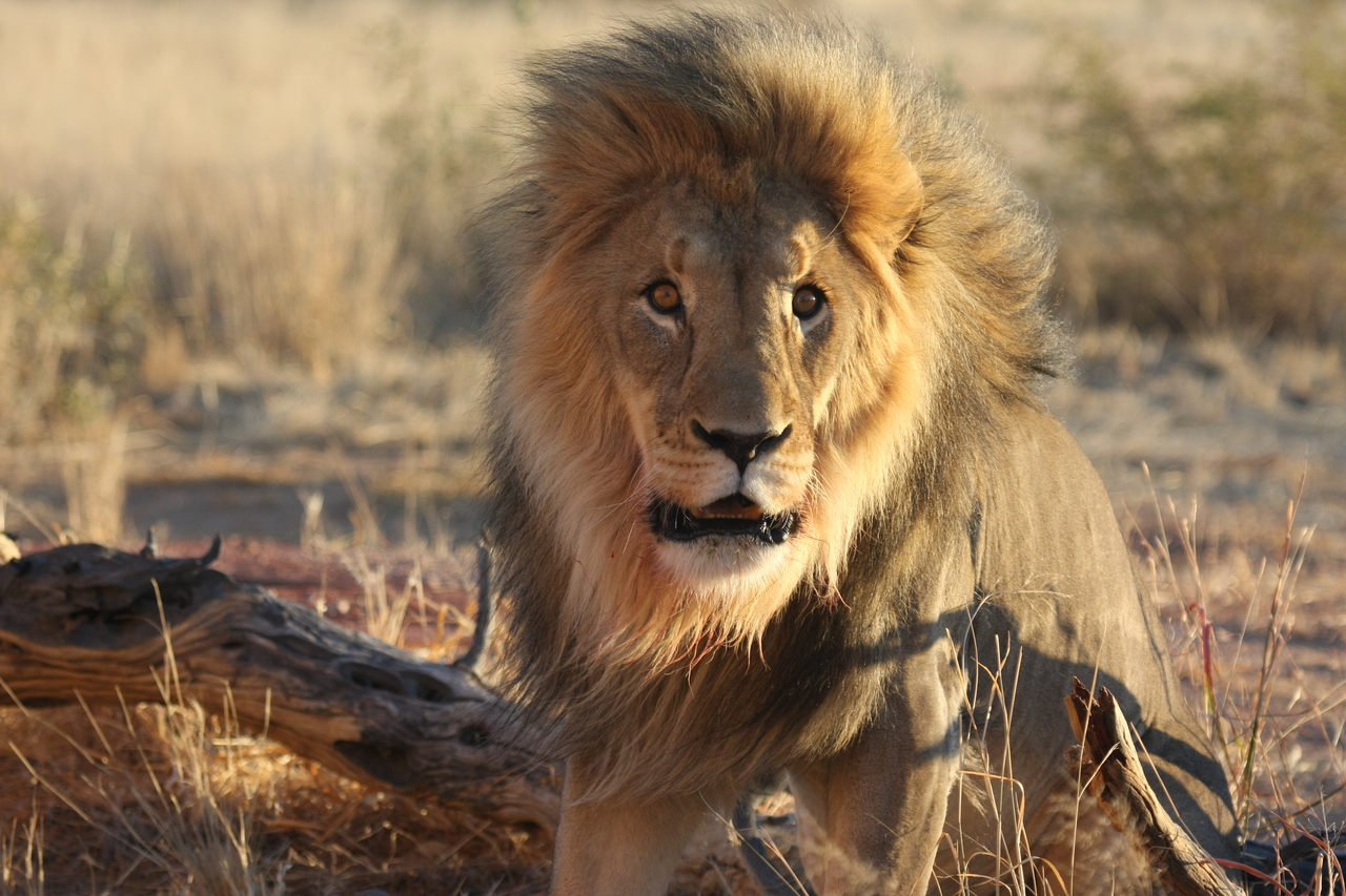 [8452] 2016_06_23_11_54_26_Africa_Canon_EOS_40D_IMG__09207.jpg