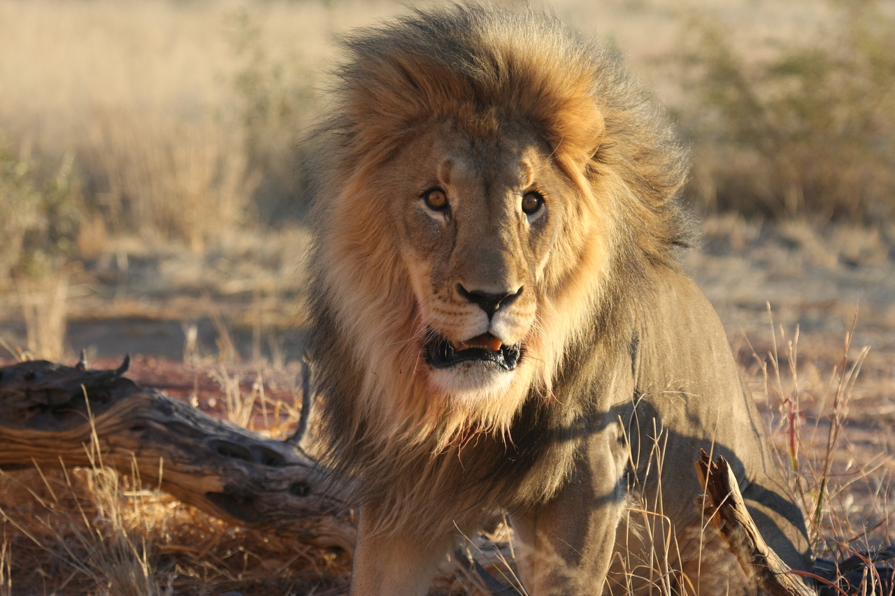 [8453] 2016_06_23_11_54_26_Africa_Canon_EOS_40D_IMG__09208.jpg