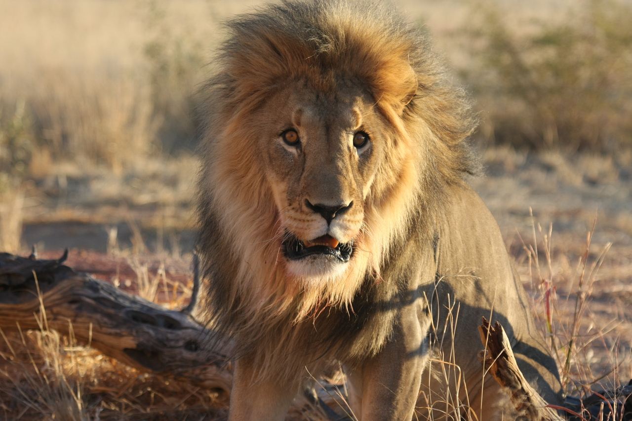 [8454] 2016_06_23_11_54_26_Africa_Canon_EOS_40D_IMG__09209.jpg