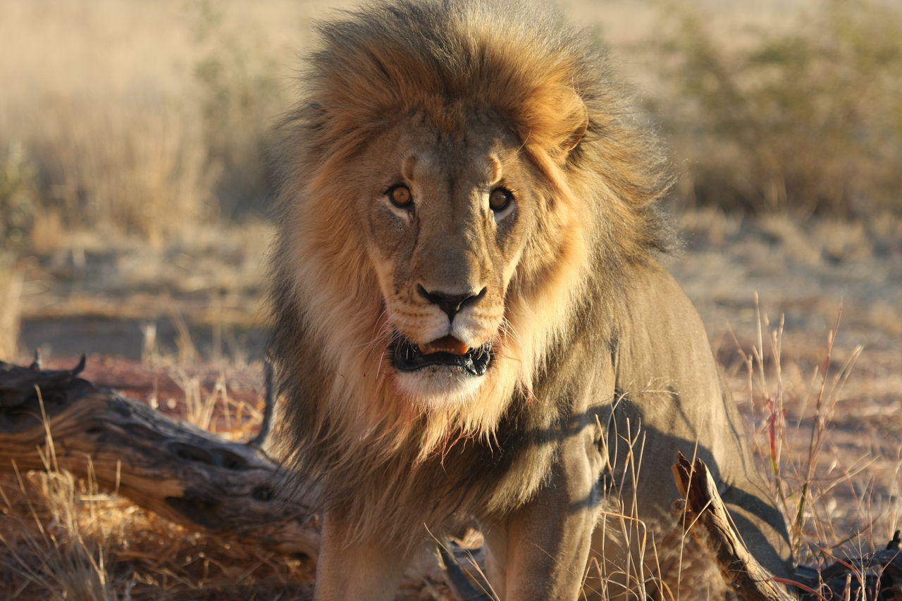 [8455] 2016_06_23_11_54_27_Africa_Canon_EOS_40D_IMG__00929.jpg