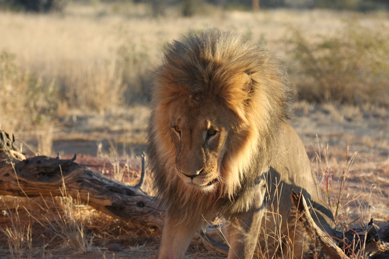 [8520] 2016_06_23_11_54_35_Africa_Canon_EOS_40D_IMG__01785.jpg