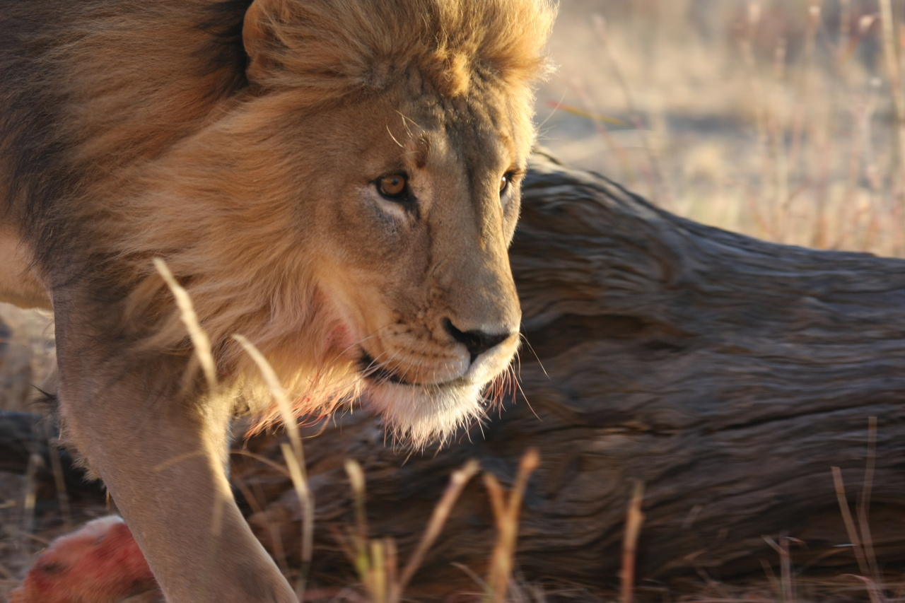 [8694] 2016_06_23_11_56_36_Africa_Canon_EOS_40D_IMG__09285.jpg