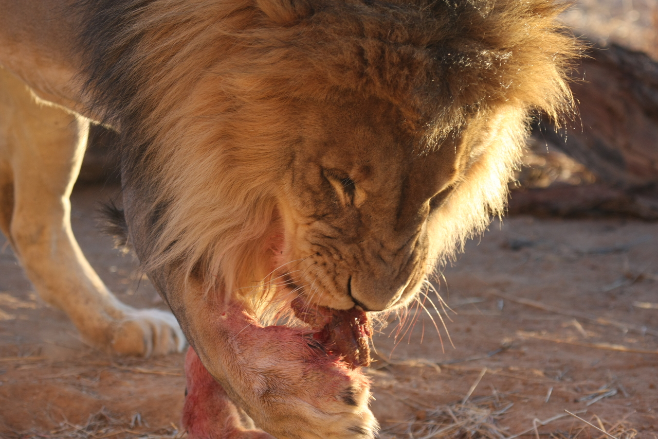 [8710] 2016_06_23_11_56_40_Africa_Canon_EOS_40D_IMG__09289.jpg