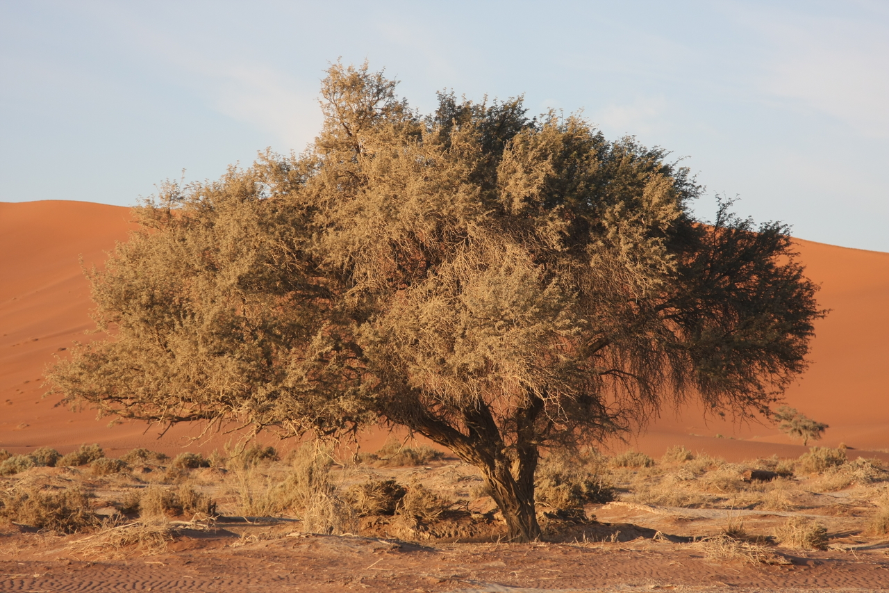 [14725] 2016_06_25_02_22_06_Africa_Canon_EOS_40D_IMG__09620.jpg