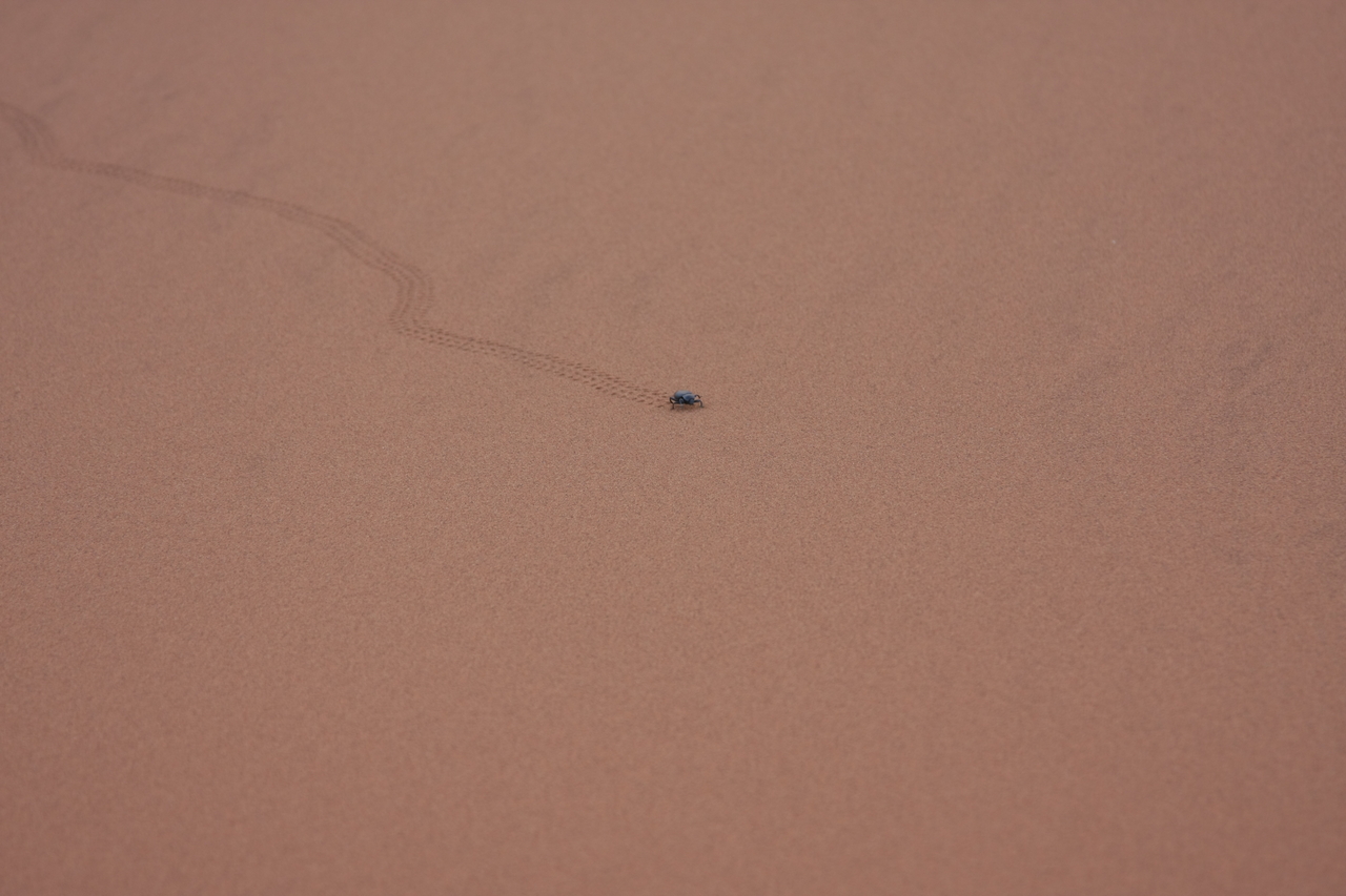 [14960] 2016_06_25_03_10_42_Africa_Canon_EOS_40D_IMG__02279.jpg