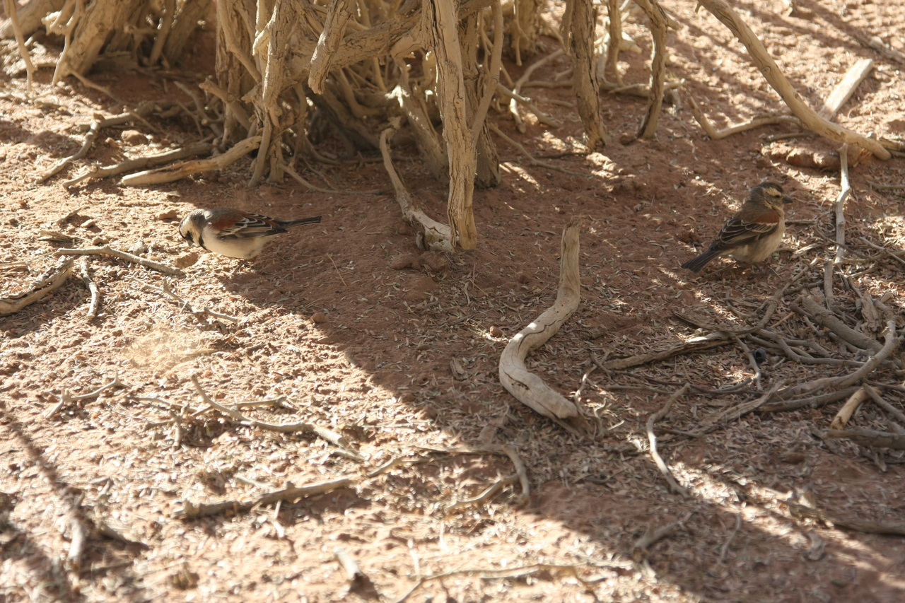 [15046] 2016_06_25_03_29_49_Africa_Canon_EOS_40D_IMG__02006.jpg