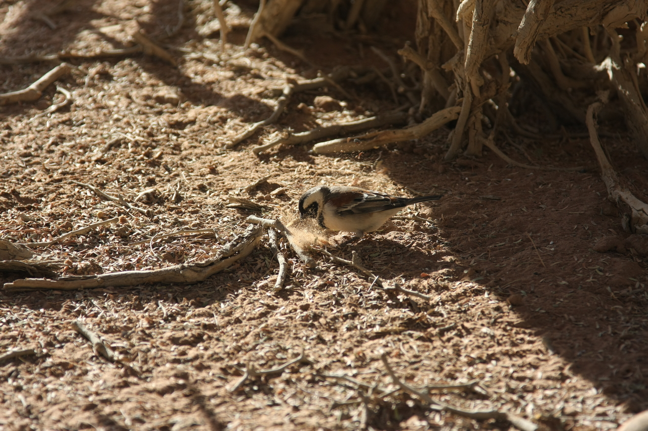 [15050] 2016_06_25_03_29_57_Africa_Canon_EOS_40D_IMG__00016.jpg