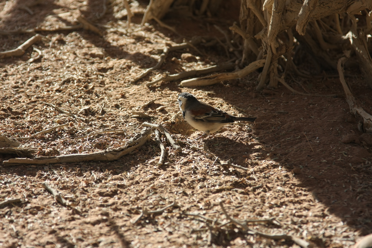 [15053] 2016_06_25_03_29_57_Africa_Canon_EOS_40D_IMG__09455.jpg