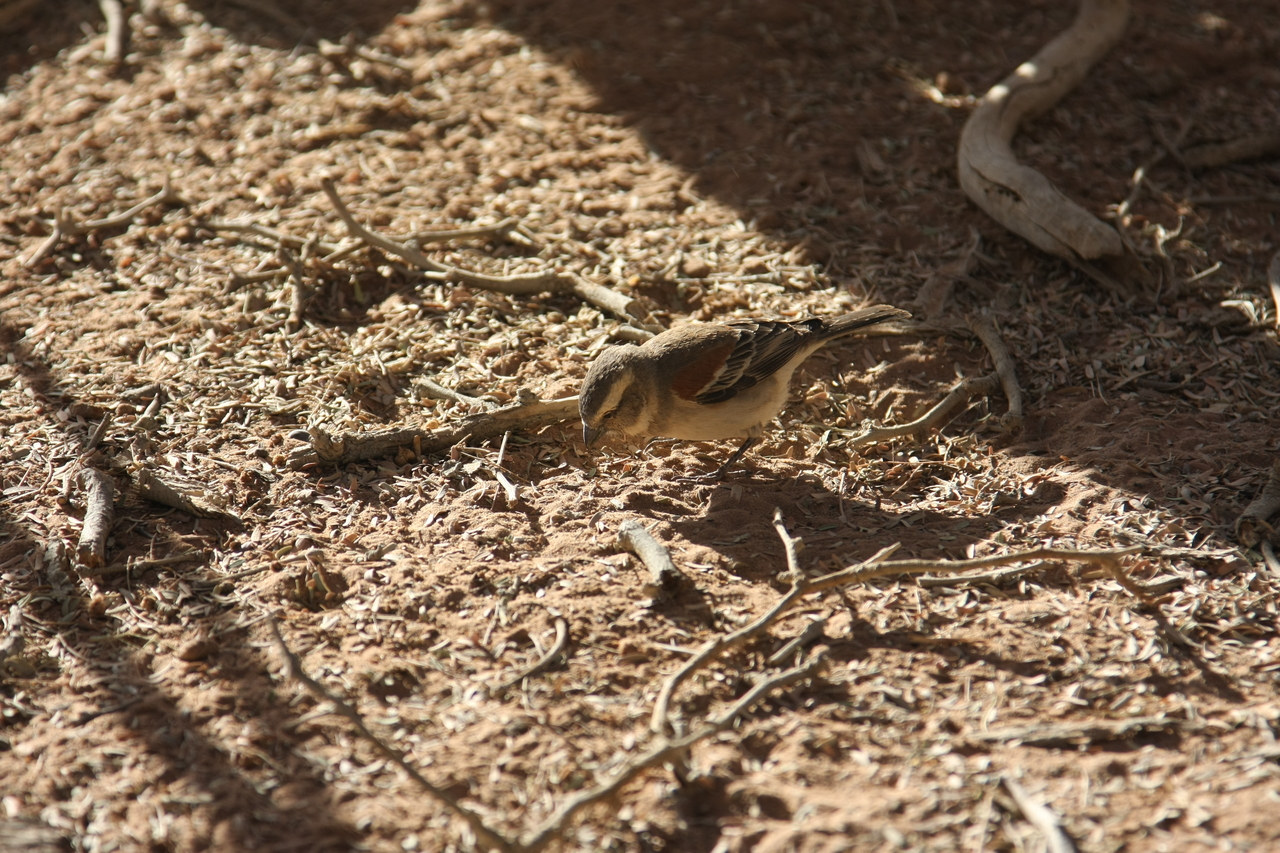 [15056] 2016_06_25_03_30_01_Africa_Canon_EOS_40D_IMG__00018.jpg