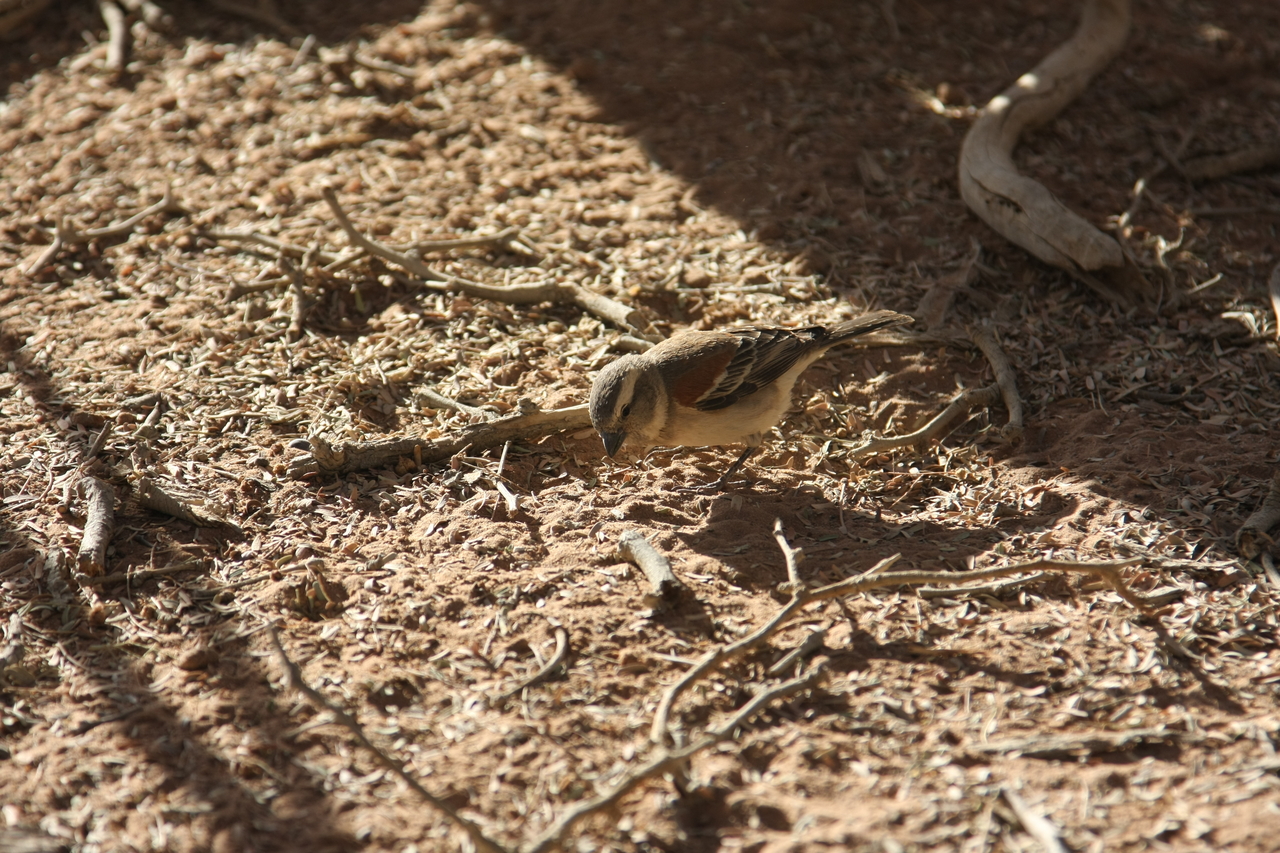 [15059] 2016_06_25_03_30_01_Africa_Canon_EOS_40D_IMG__09457.jpg