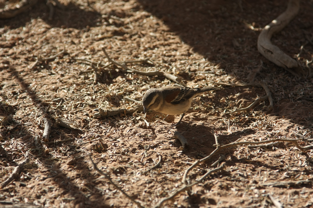 [15065] 2016_06_25_03_30_03_Africa_Canon_EOS_40D_IMG__09459.jpg