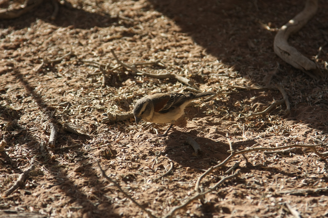 [15066] 2016_06_25_03_30_03_Africa_Canon_EOS_40D_IMG__09460.jpg