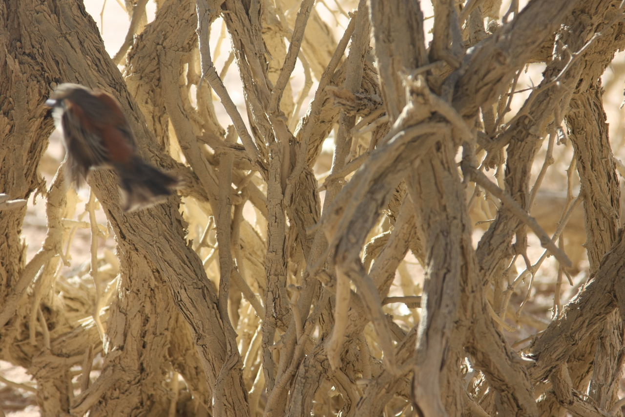 [15072] 2016_06_25_03_30_22_Africa_Canon_EOS_40D_IMG__09462.jpg