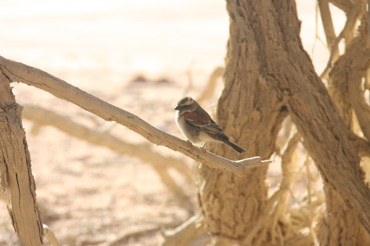 [15075] 2016_06_25_03_30_24_Africa_Canon_EOS_40D_IMG__09463.jpg