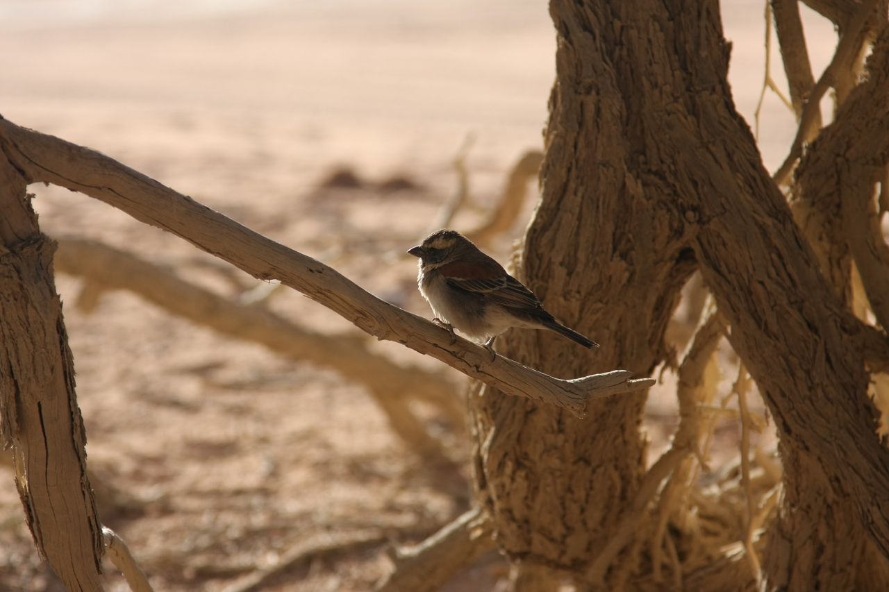 [15078] 2016_06_25_03_30_29_Africa_Canon_EOS_40D_IMG__09464.jpg