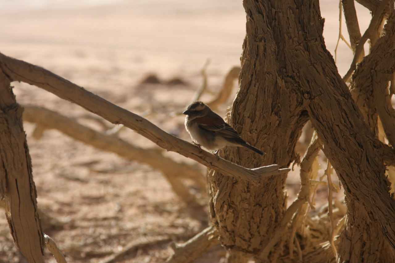 [15079] 2016_06_25_03_30_30_Africa_Canon_EOS_40D_IMG__00026.jpg