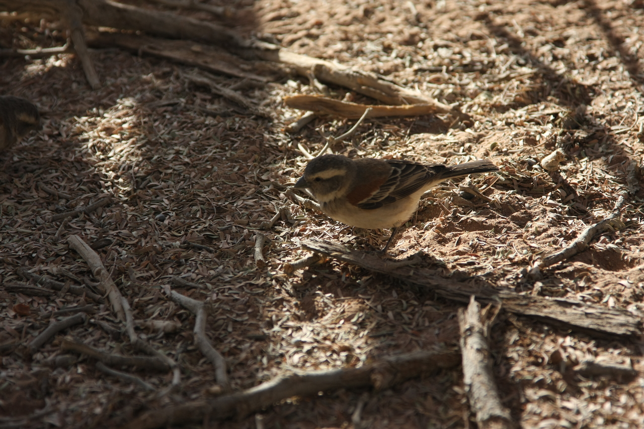 [15083] 2016_06_25_03_30_50_Africa_Canon_EOS_40D_IMG__02020.jpg