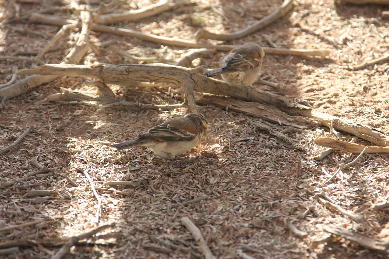 [15092] 2016_06_25_03_30_56_Africa_Canon_EOS_40D_IMG__09469.jpg