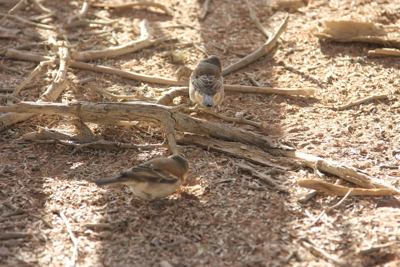 [15094] 2016_06_25_03_30_57_Africa_Canon_EOS_40D_IMG__00031.jpg