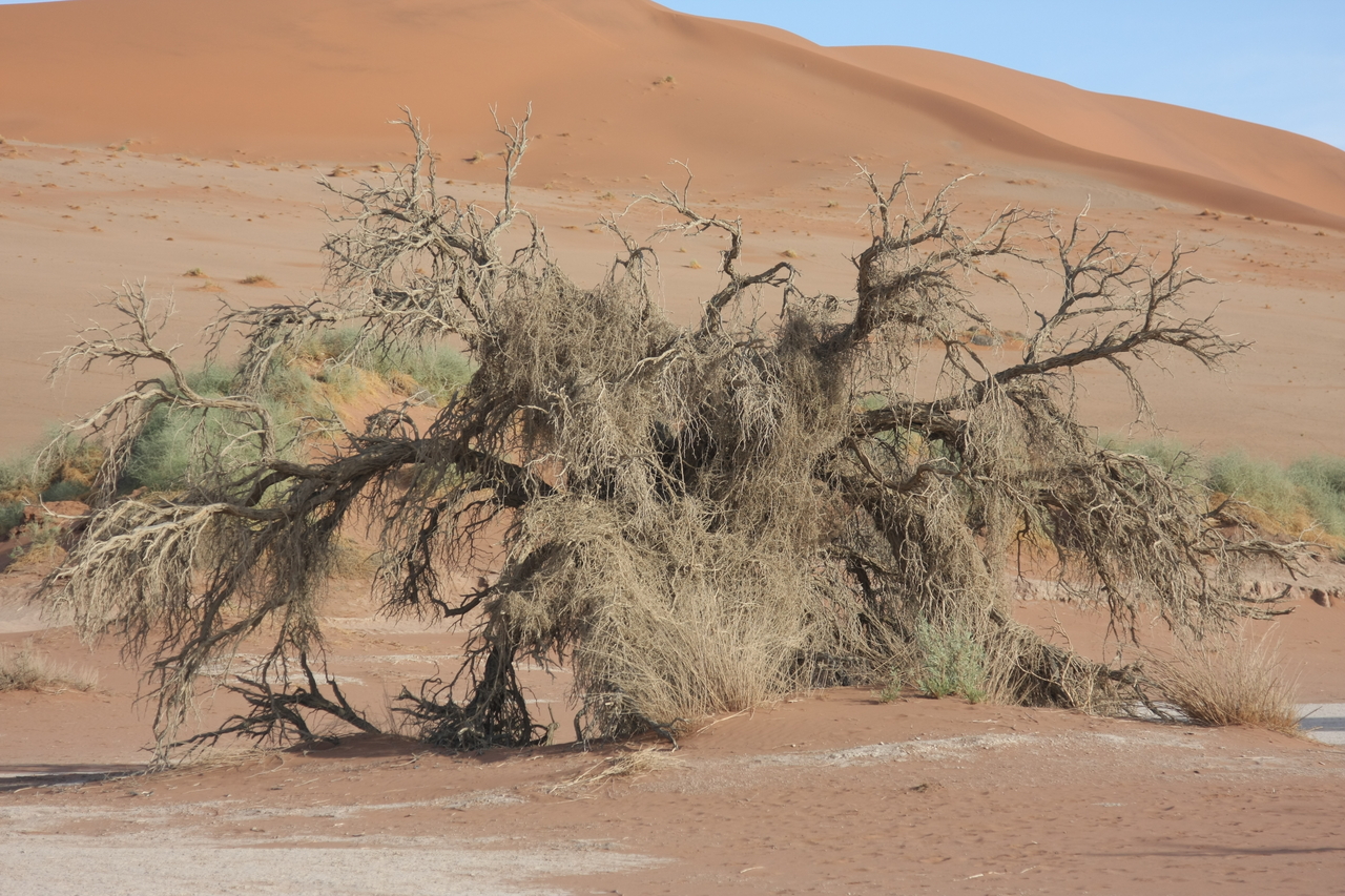 [15119] 2016_06_25_03_39_48_Africa_Canon_EOS_40D_IMG__02033.jpg