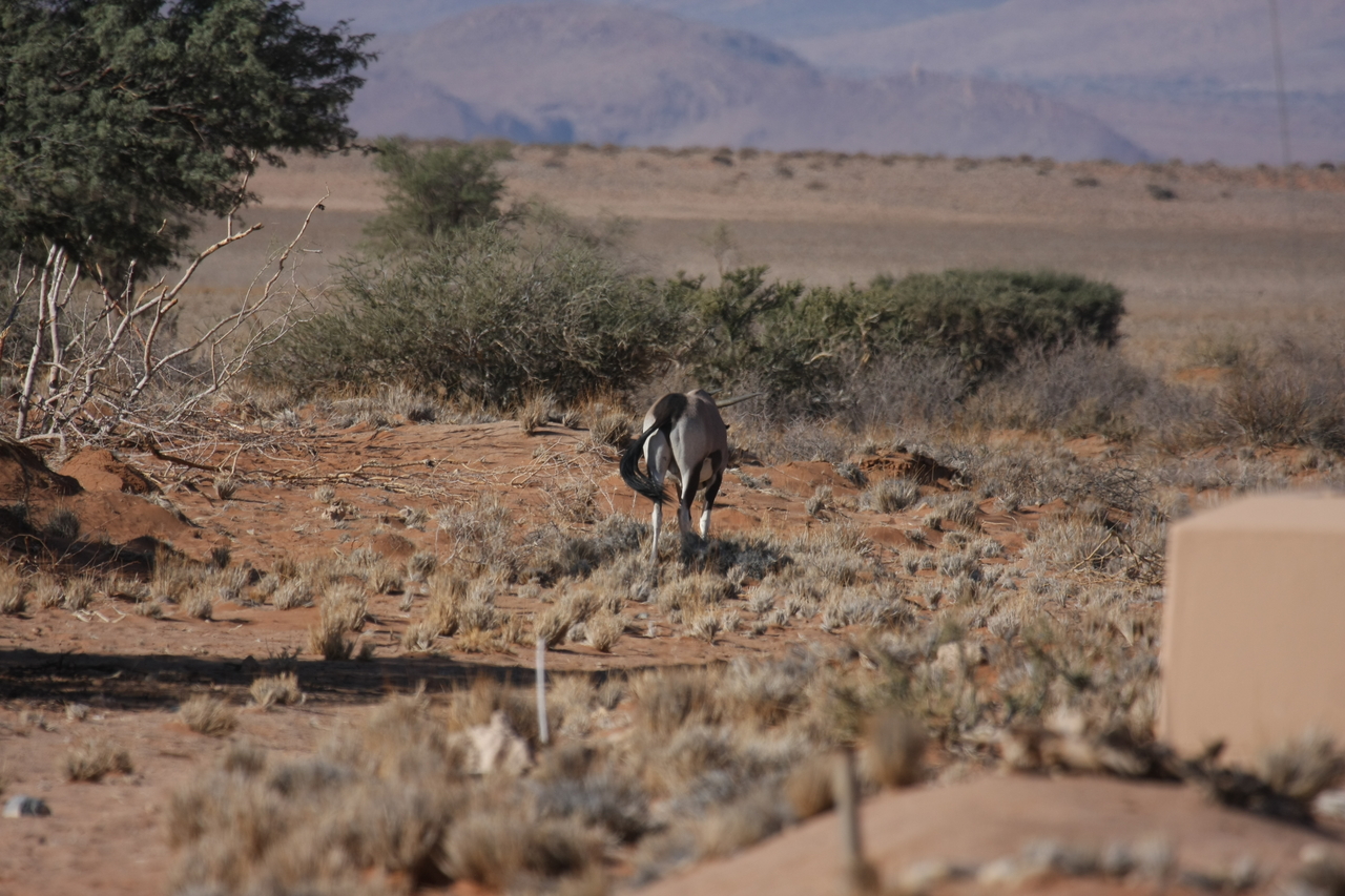 [15802] 2016_06_25_09_33_07_Africa_Canon_EOS_40D_IMG__09561.jpg