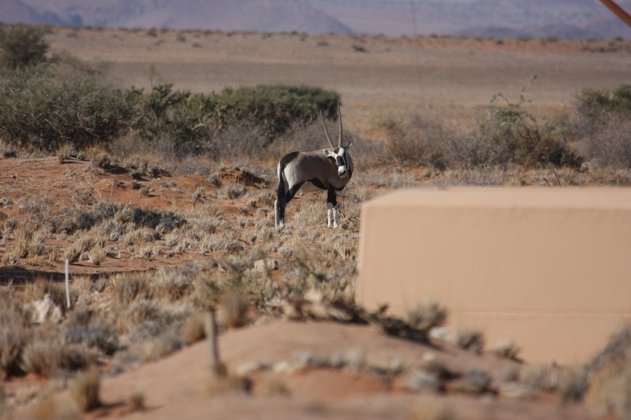 [15811] 2016_06_25_09_33_46_Africa_Canon_EOS_40D_IMG__02117.jpg