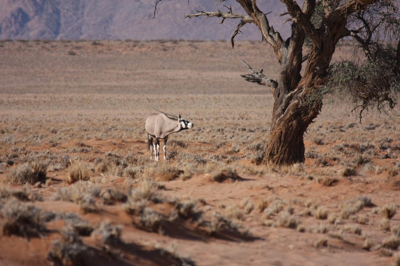 [15846] 2016_06_25_09_35_31_Africa_Canon_EOS_40D_IMG__09577.jpg