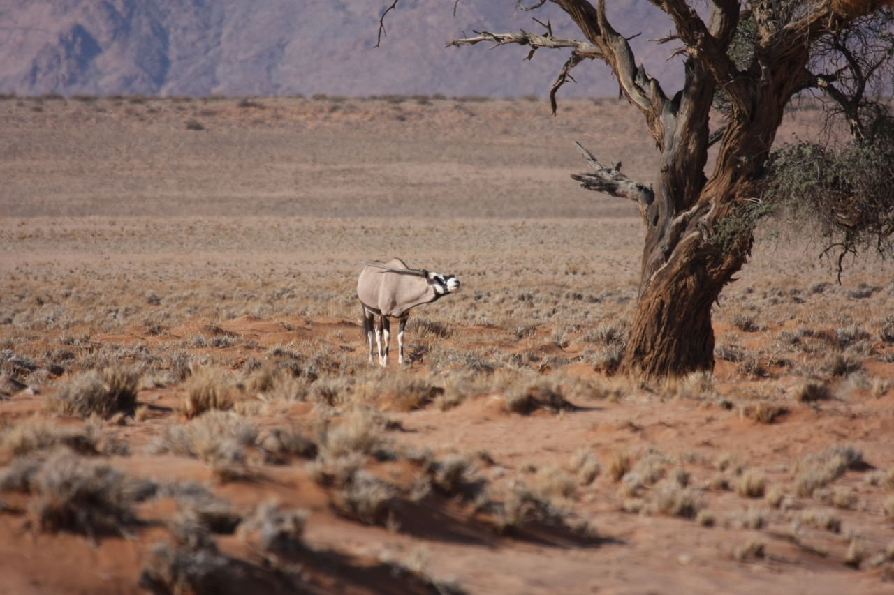 [15847] 2016_06_25_09_35_31_Africa_Canon_EOS_40D_IMG__09578.jpg