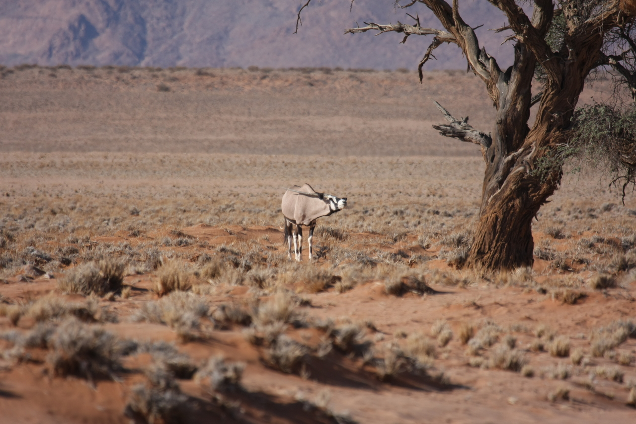 [15853] 2016_06_25_09_35_34_Africa_Canon_EOS_40D_IMG__02133.jpg