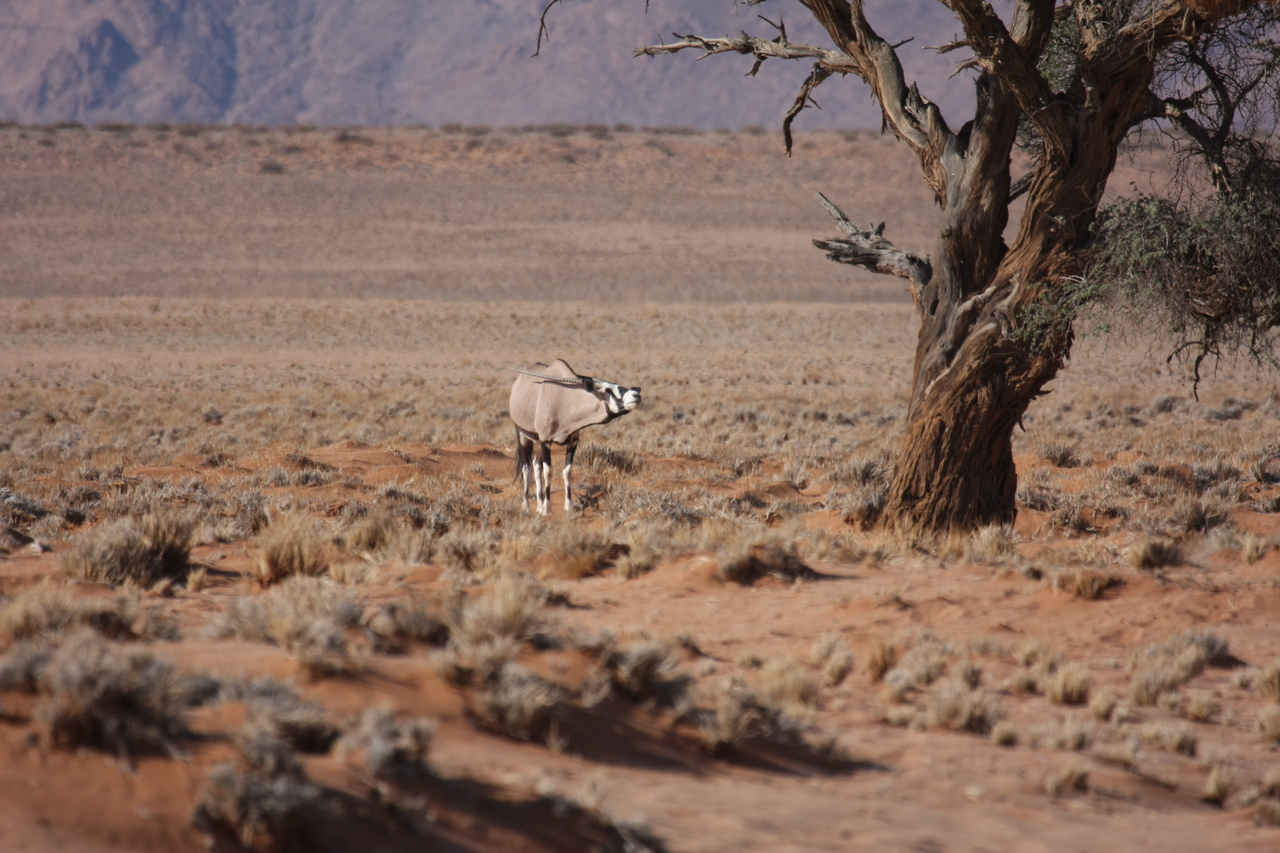 [15856] 2016_06_25_09_35_34_Africa_Canon_EOS_40D_IMG__09581.jpg