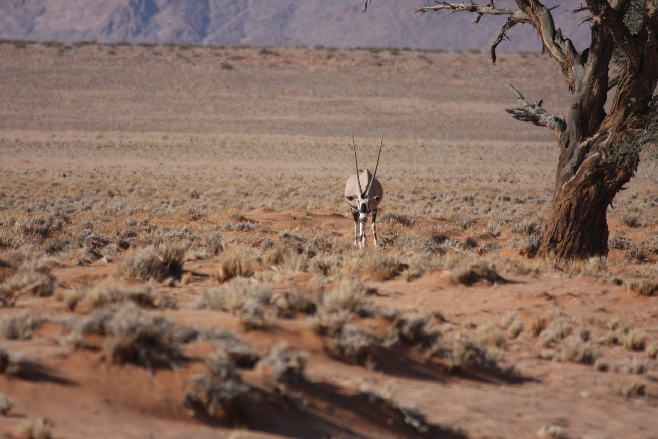 [15858] 2016_06_25_09_35_41_Africa_Canon_EOS_40D_IMG__00143.jpg