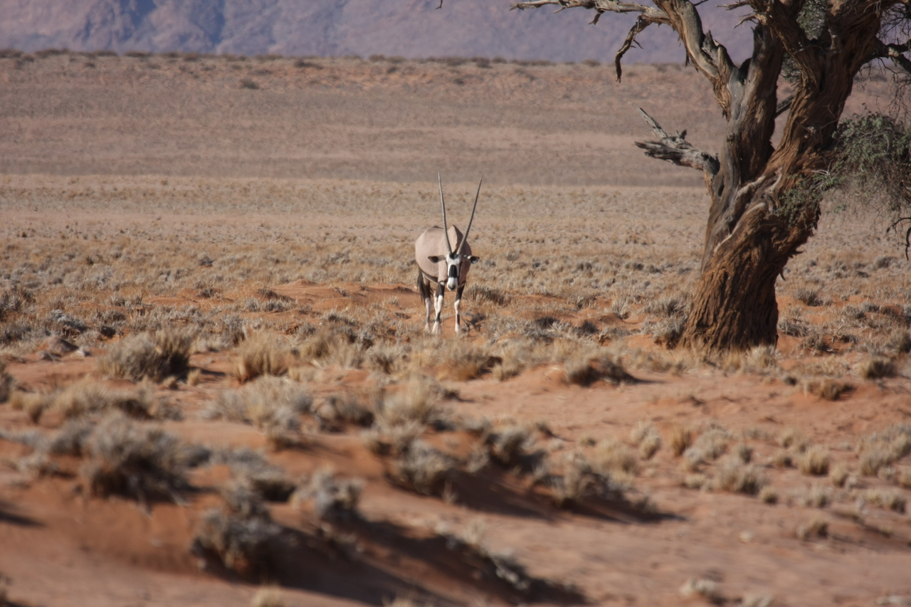 [15863] 2016_06_25_09_35_41_Africa_Canon_EOS_40D_IMG__09582.jpg