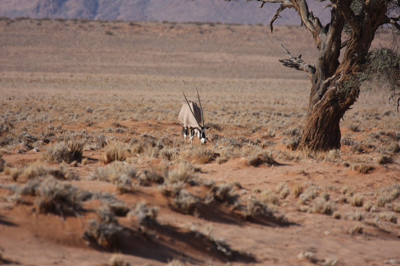 [15866] 2016_06_25_09_35_44_Africa_Canon_EOS_40D_IMG__00145.jpg